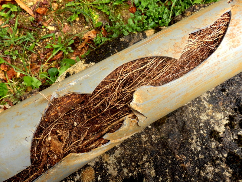 causes sewer pipe backups